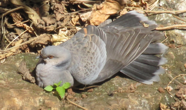 Detail Burung Patah Sayap Nomer 29