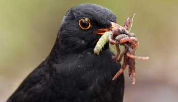 Detail Burung Pemakan Cacing Nomer 14