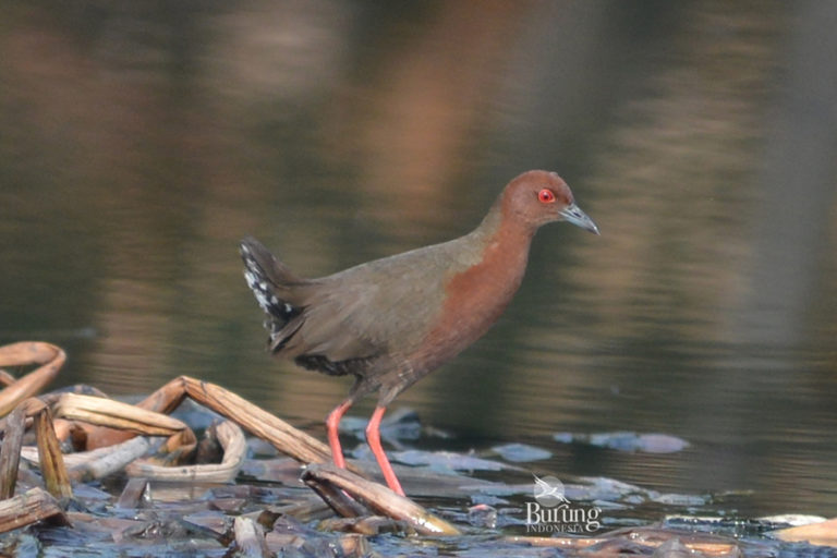 Detail Burung Pemakan Cacing Nomer 31