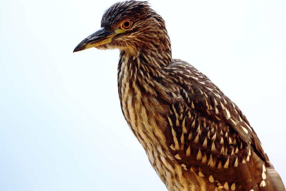 Detail Burung Pemakan Ikan Nomer 7