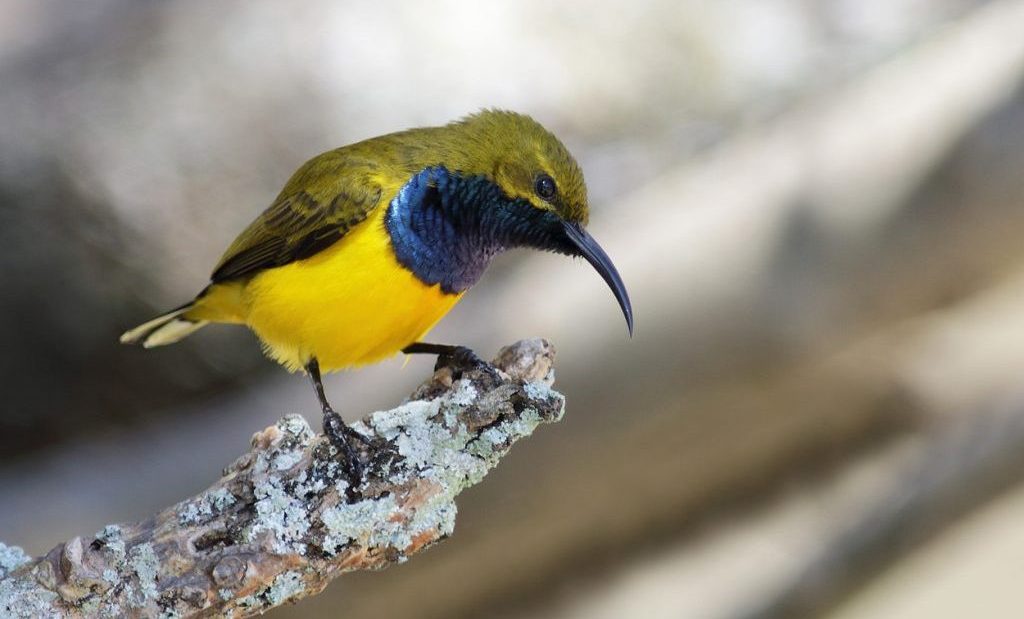 Burung Pemakan Madu - KibrisPDR