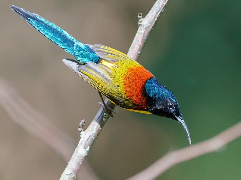 Detail Burung Pemakan Madu Nomer 15