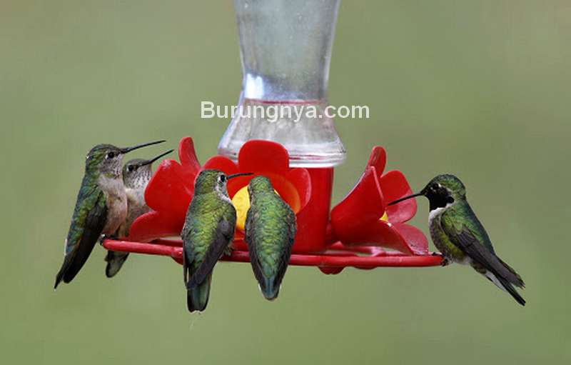 Detail Burung Pemakan Madu Nomer 25