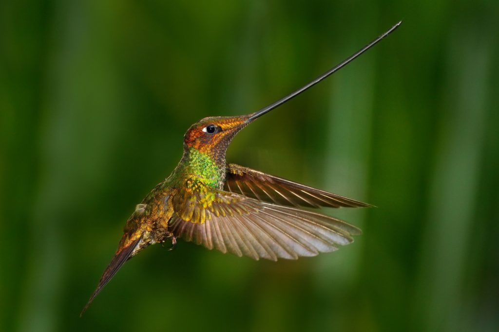 Detail Burung Pemakan Madu Nomer 28