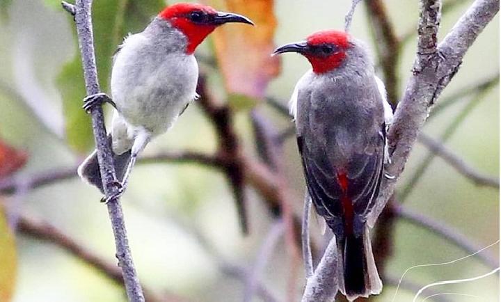 Detail Burung Pemakan Madu Nomer 29