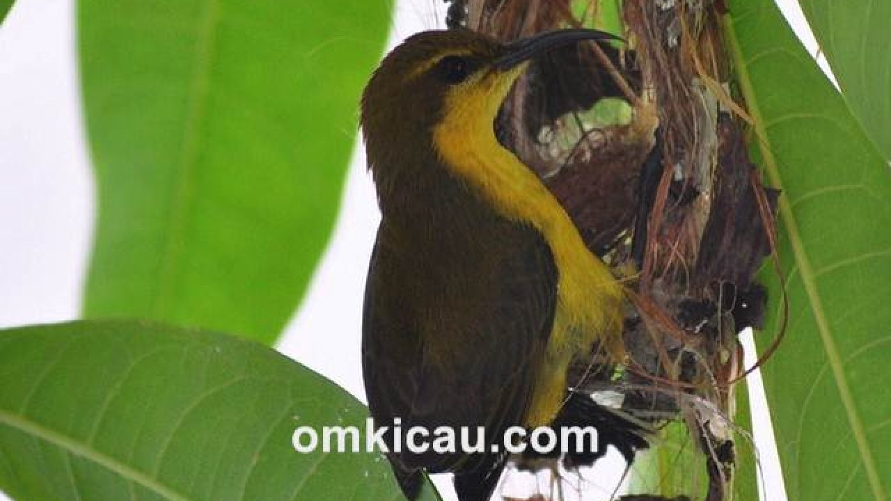 Detail Burung Pemakan Madu Nomer 30