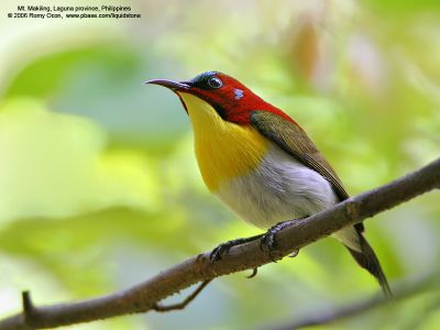 Detail Burung Pemakan Madu Nomer 46