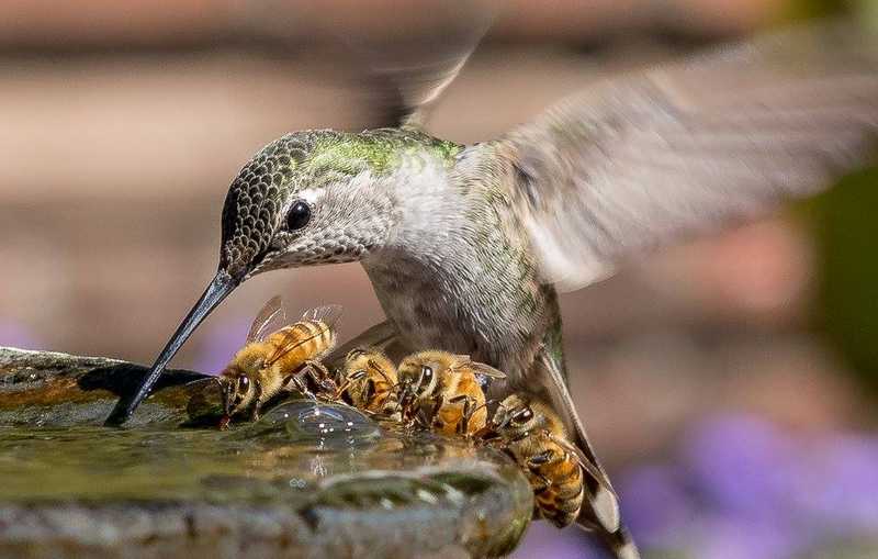 Detail Burung Pemakan Madu Nomer 51