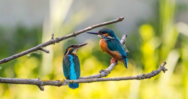 Detail Burung Pembawa Hoki Di Rumah Nomer 2