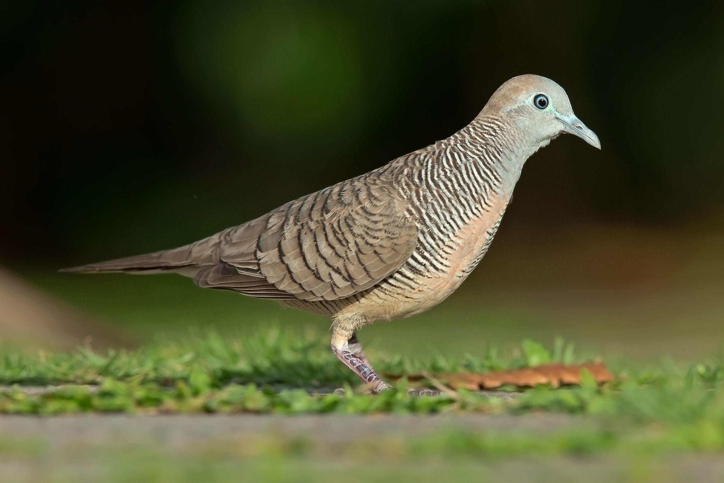 Detail Burung Pembawa Hoki Di Rumah Nomer 12