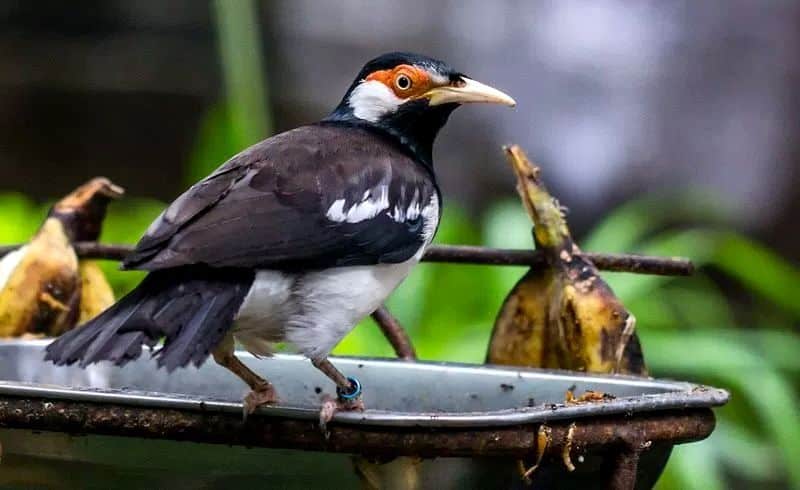 Detail Burung Pembawa Hoki Di Rumah Nomer 14