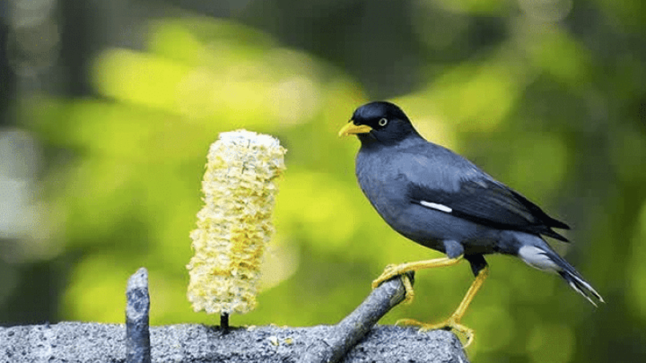 Detail Burung Pembawa Hoki Di Rumah Nomer 18