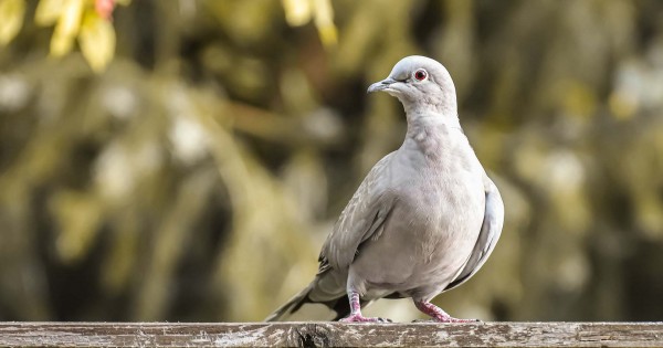 Detail Burung Pembawa Hoki Di Rumah Nomer 25