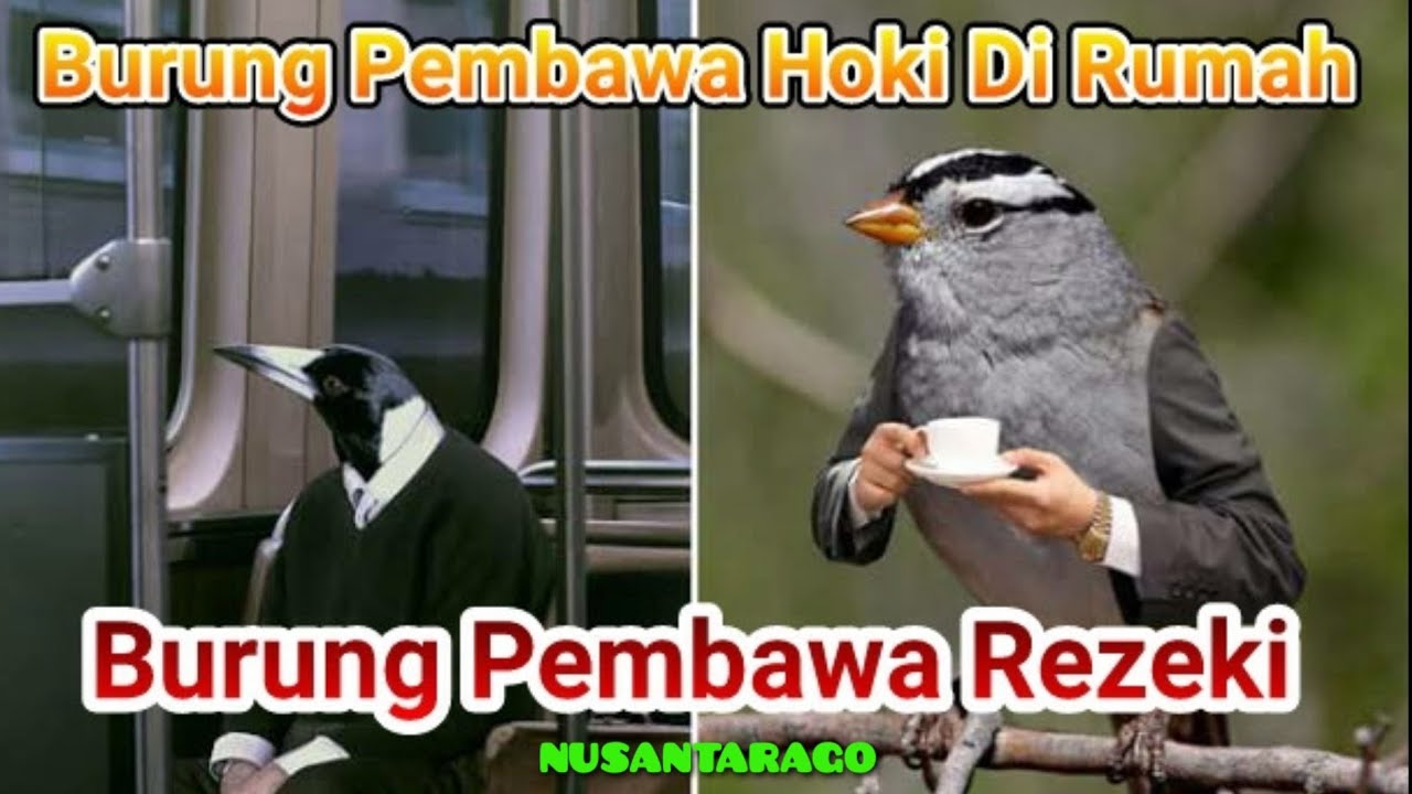 Detail Burung Pembawa Hoki Di Rumah Nomer 32