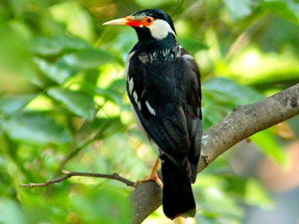 Detail Burung Pembawa Hoki Di Rumah Nomer 45