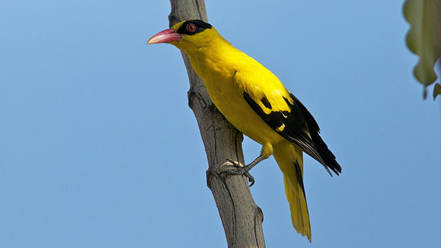 Detail Burung Pembawa Hoki Di Rumah Nomer 53