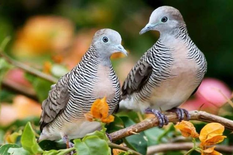 Detail Burung Pembawa Hoki Di Rumah Nomer 8