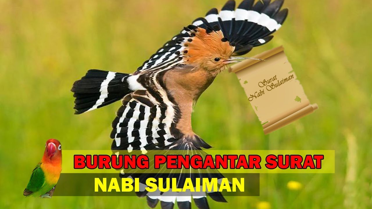 Detail Burung Pengantar Surat Nomer 18