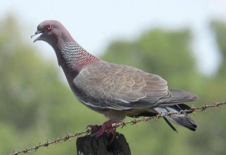 Detail Burung Pengantar Surat Nomer 40