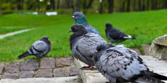 Detail Burung Pengantar Surat Nomer 9