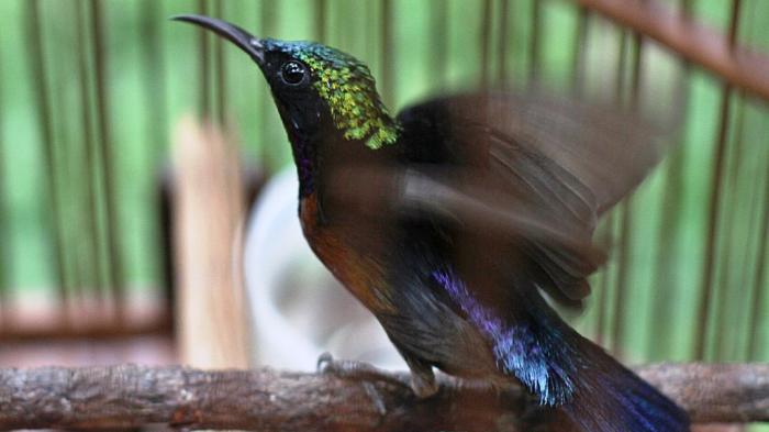 Burung Penghisap Madu - KibrisPDR