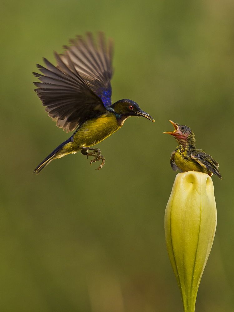 Detail Burung Penghisap Madu Nomer 17