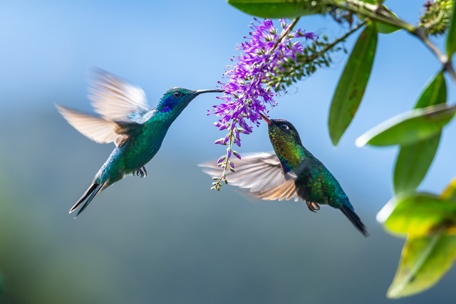 Detail Burung Penghisap Madu Nomer 26