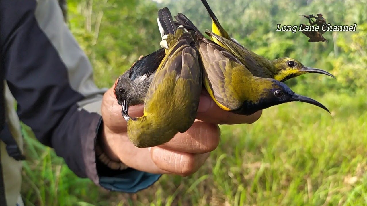 Detail Burung Penghisap Madu Nomer 44