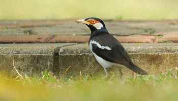 Detail Burung Penjaga Rumah Nomer 16