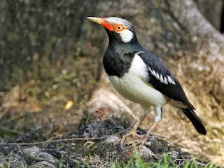 Detail Burung Penjaga Rumah Nomer 34