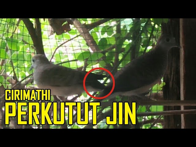 Detail Burung Penjaga Rumah Nomer 39