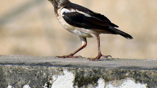 Detail Burung Penjaga Rumah Nomer 40