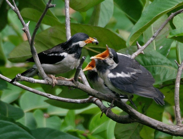 Detail Burung Penjaga Rumah Nomer 41