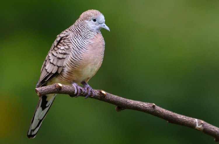 Detail Burung Perkutut Masuk Rumah Pertanda Nomer 37