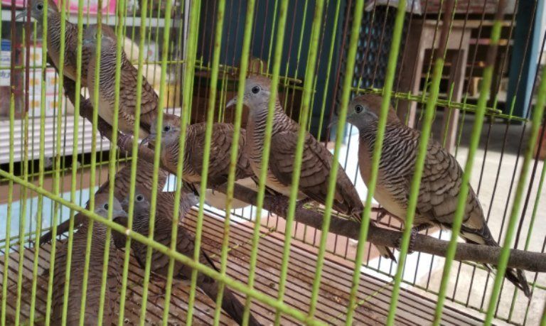 Detail Burung Perkutut Masuk Rumah Pertanda Nomer 41