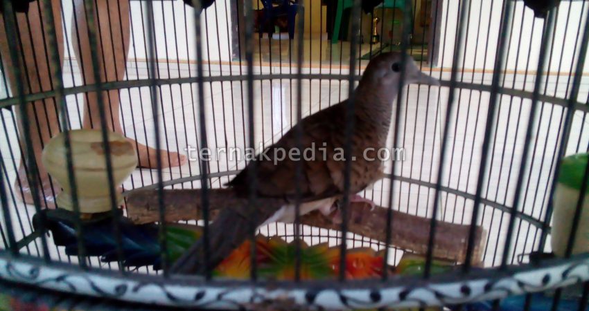 Detail Burung Perkutut Masuk Rumah Pertanda Nomer 54