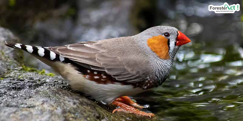 Detail Burung Pipit Warna Warni Nomer 39