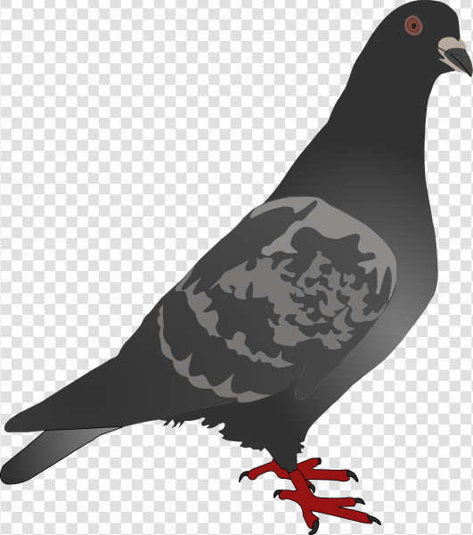 Detail Burung Png Hd Nomer 43