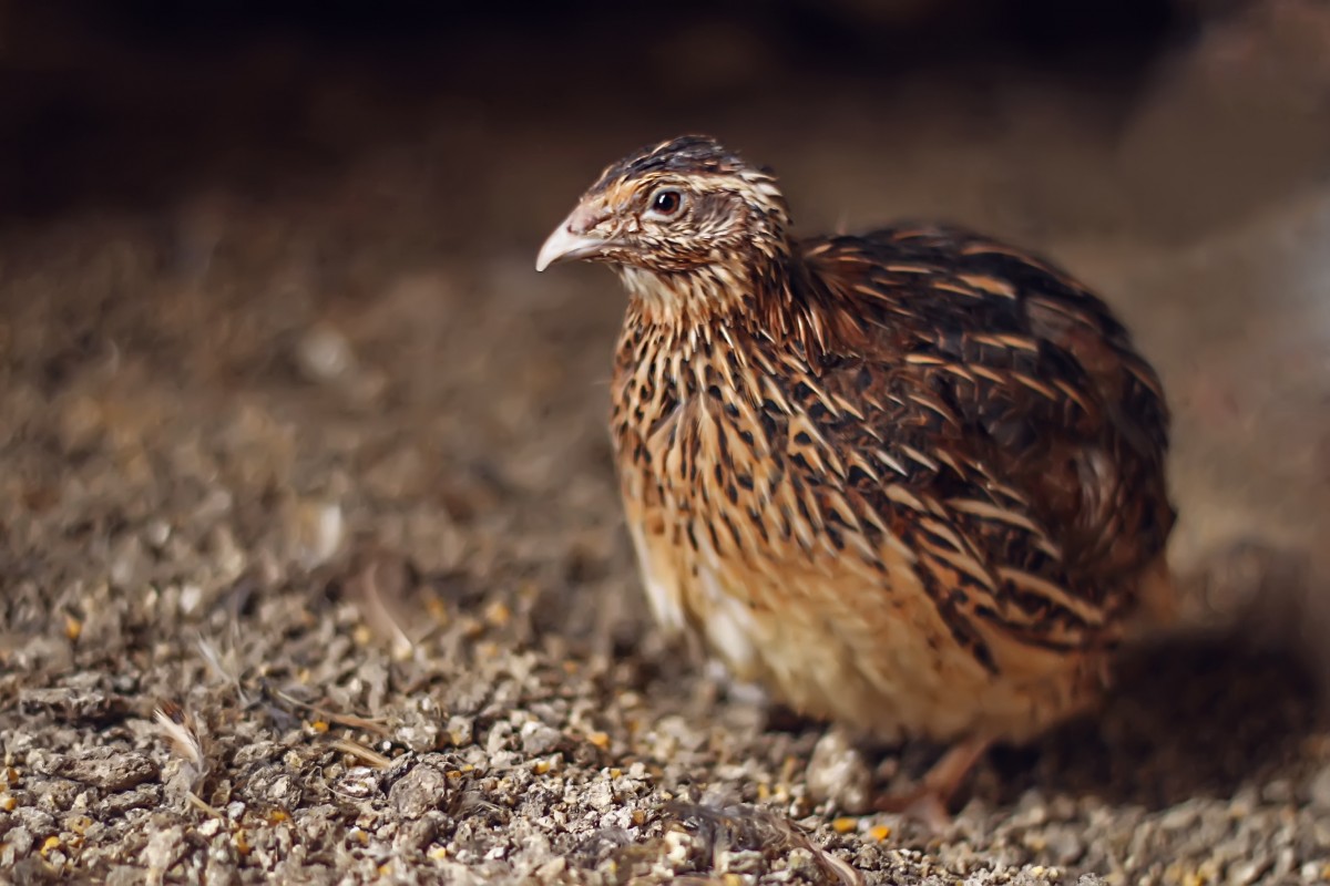 Detail Burung Puyuh Warna Putih Nomer 30