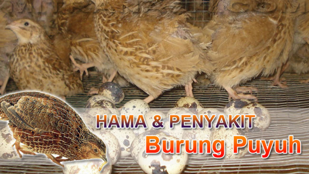 Detail Burung Puyuh Warna Putih Nomer 33