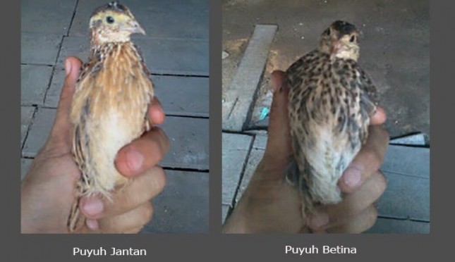 Detail Burung Puyuh Warna Putih Nomer 34