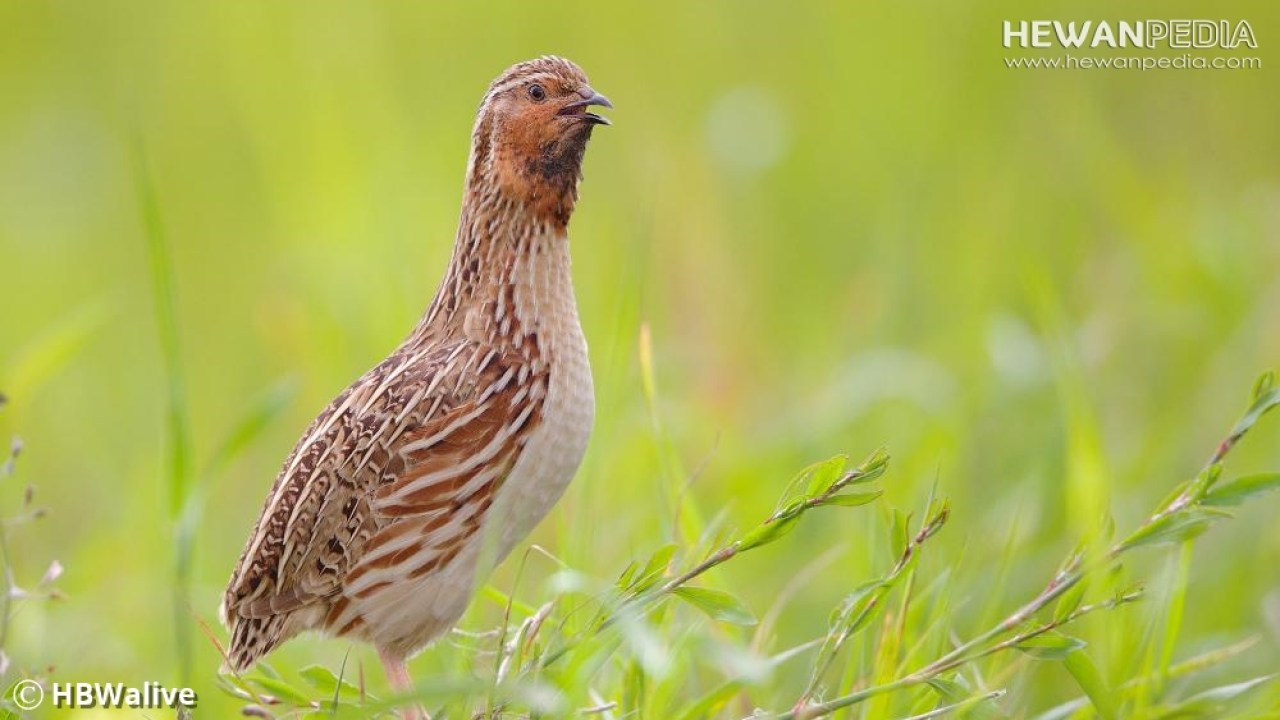 Detail Burung Puyuh Warna Putih Nomer 37