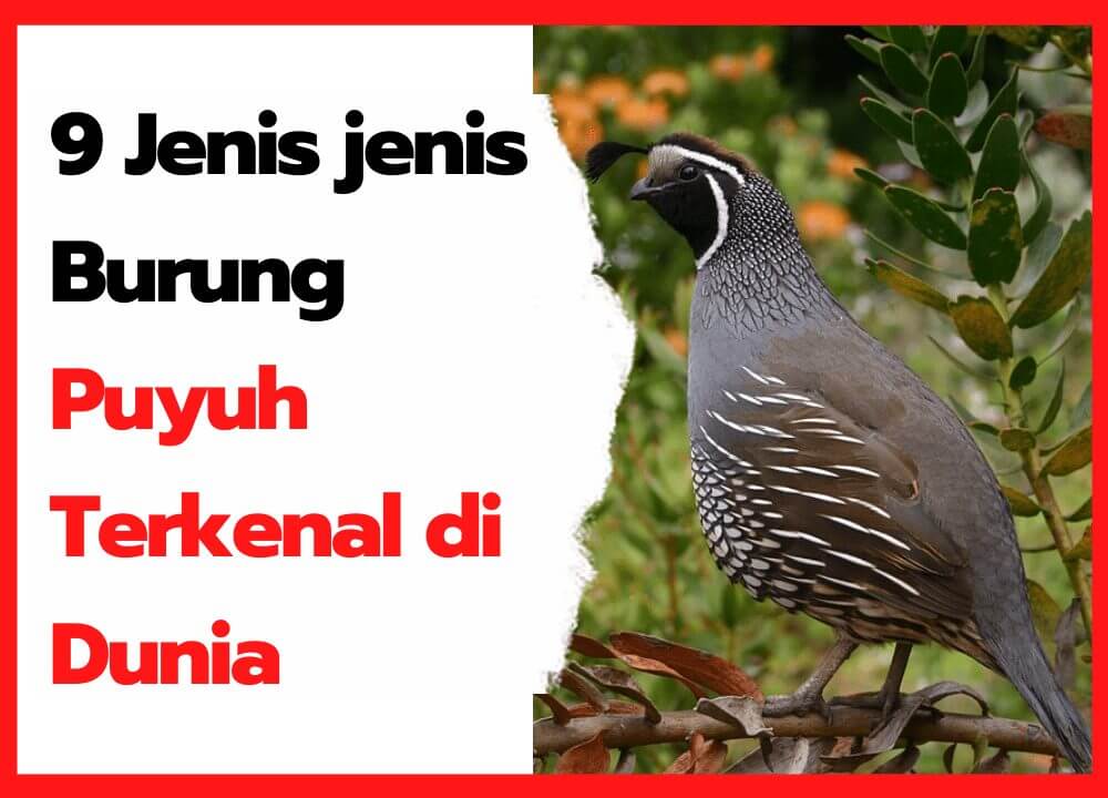 Detail Burung Puyuh Warna Putih Nomer 53