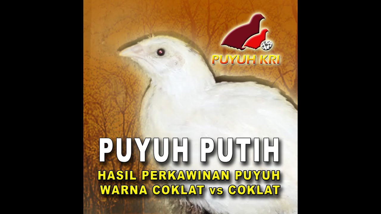 Detail Burung Puyuh Warna Putih Nomer 10