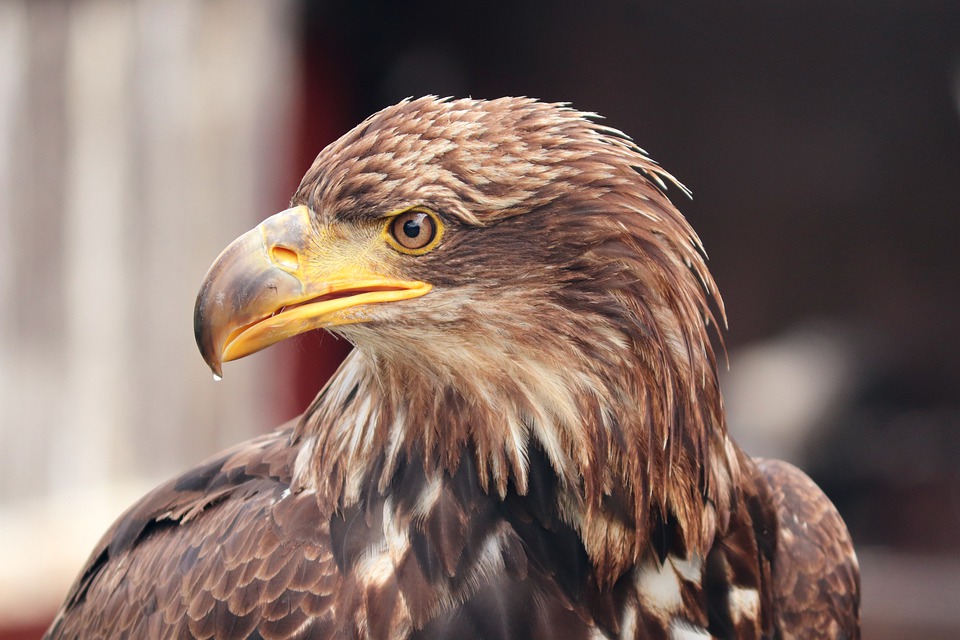 Detail Burung Rajawali Emas Nomer 5