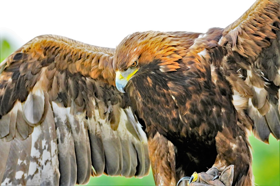 Detail Burung Rajawali Emas Nomer 8