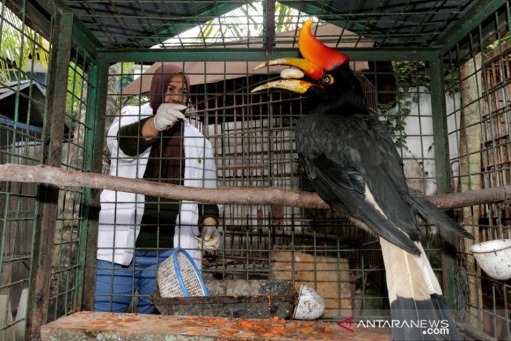 Detail Burung Rangkong Badak Nomer 25