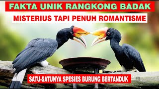 Detail Burung Rangkong Badak Nomer 43