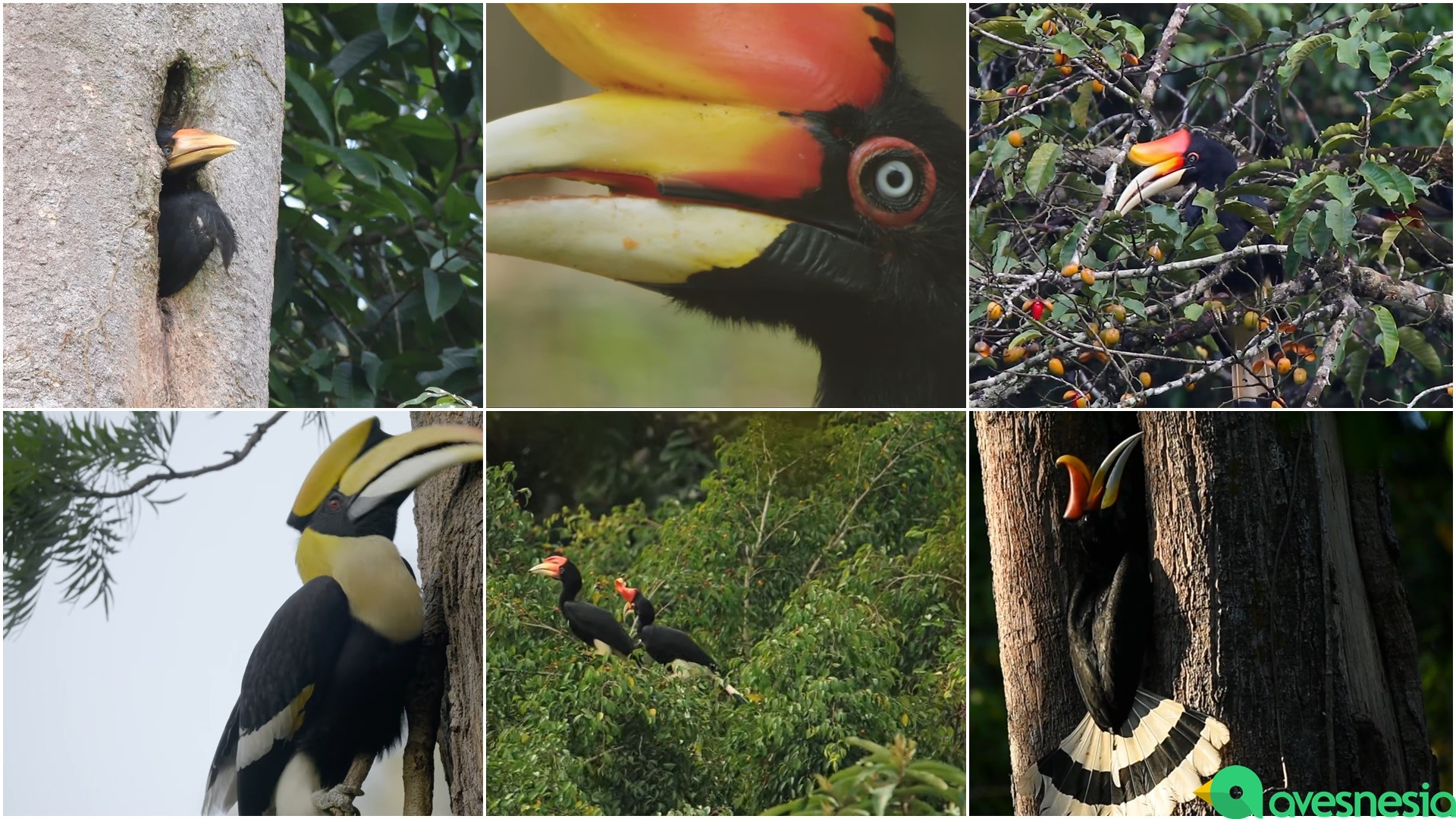 Detail Burung Rangkong Badak Nomer 46