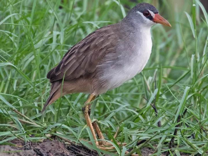 Detail Burung Rawa Rawa Nomer 35